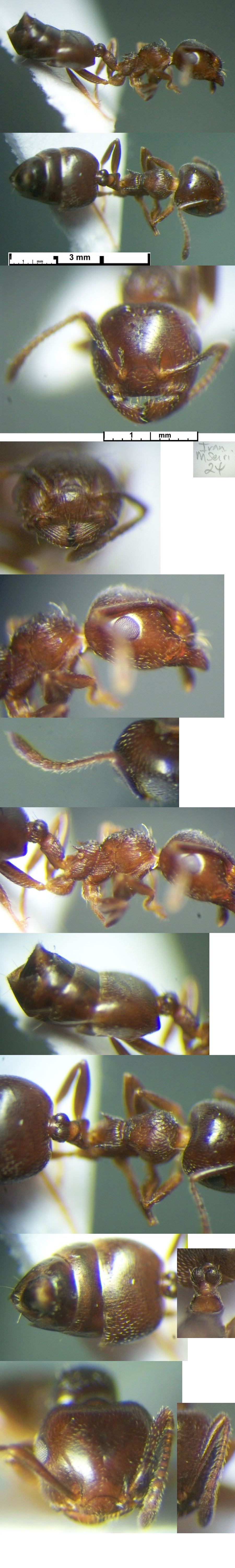 {Crematogaster afghanica}