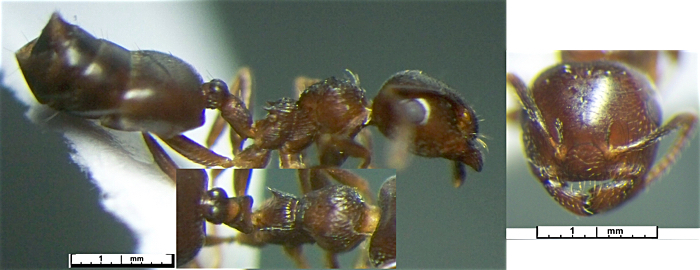 Crematogaster afghanica