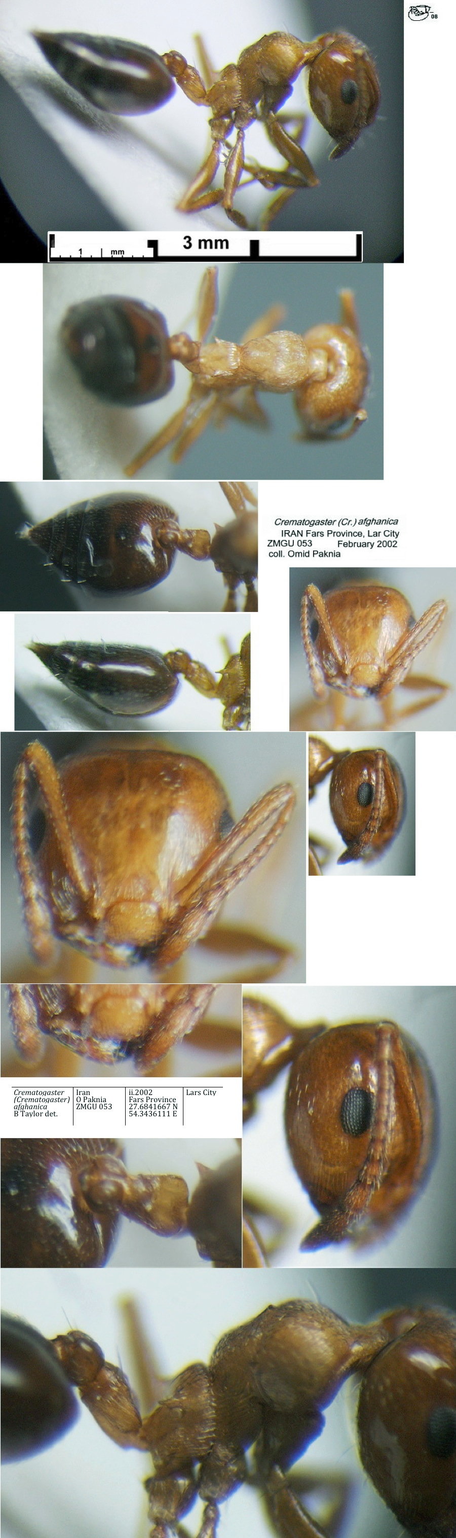 {Crematogaster afghanica}