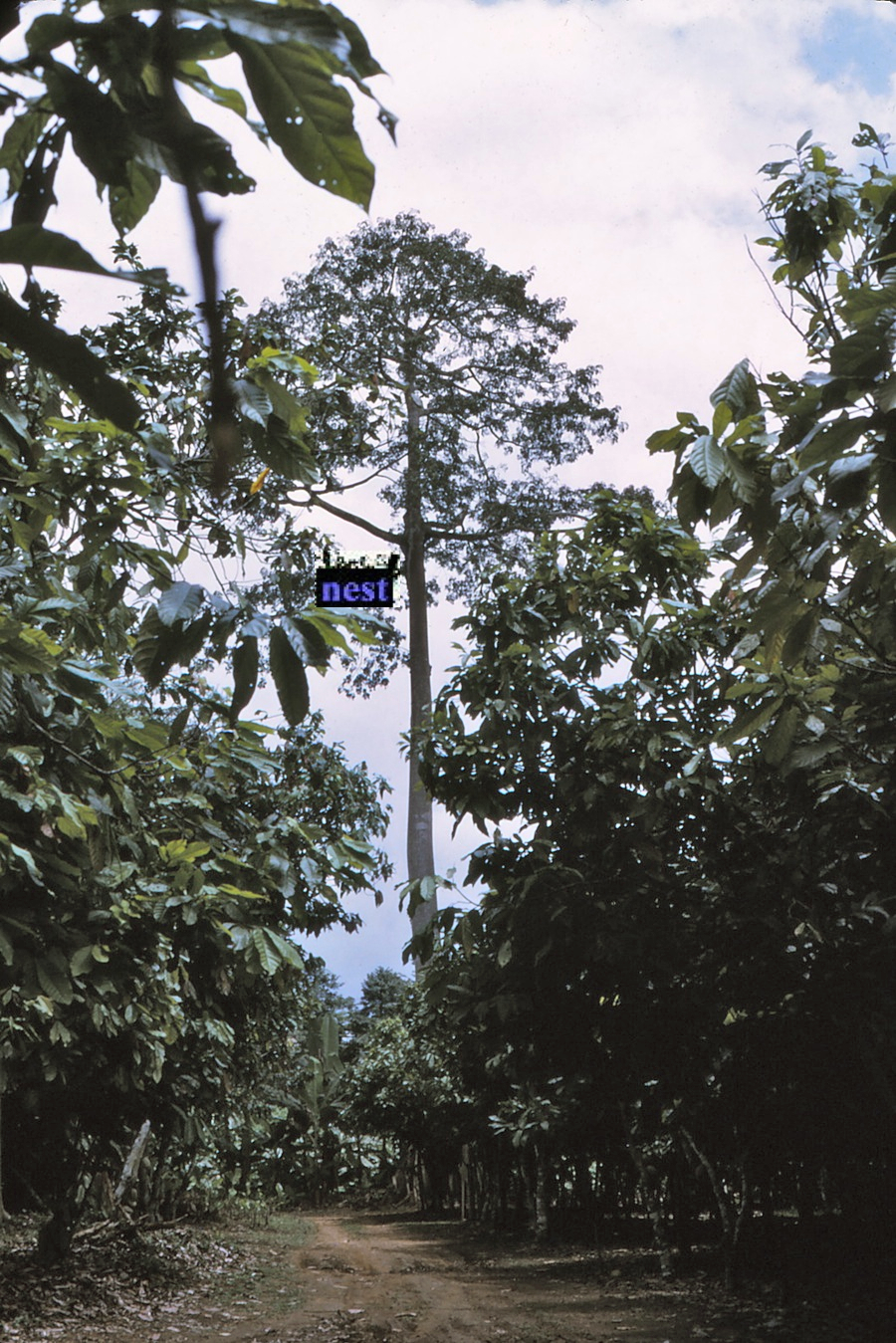 {Silk cotton tree with Crematogaster africana nest}