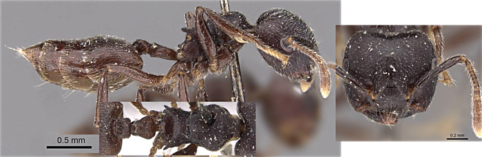 Crematogaster africana type minor