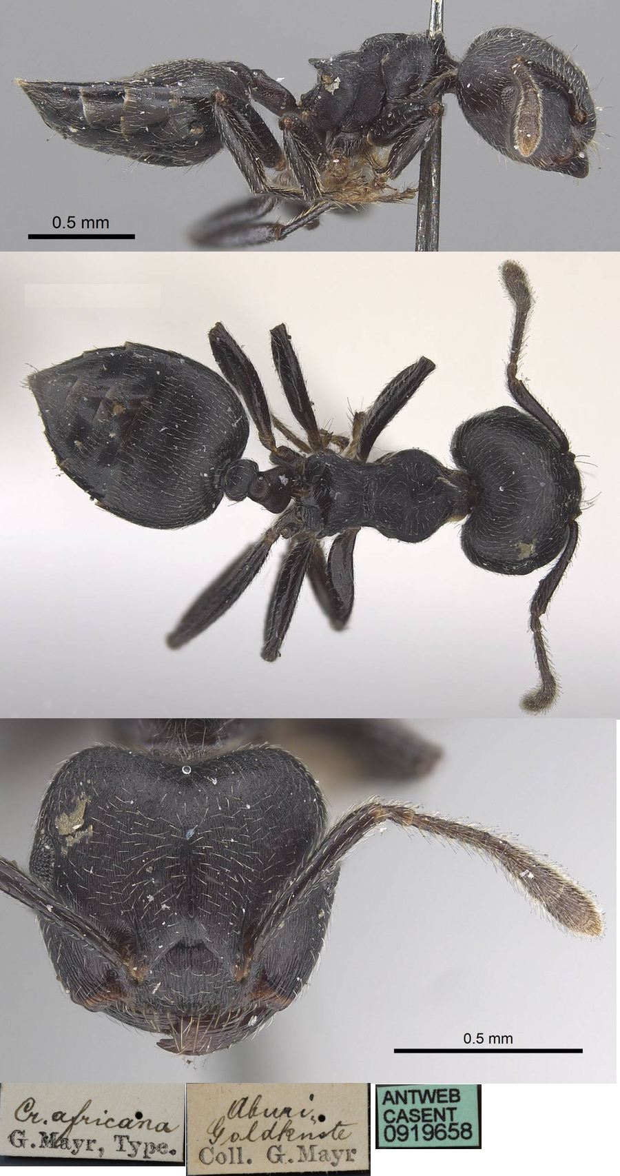 {Crematogaster africana}