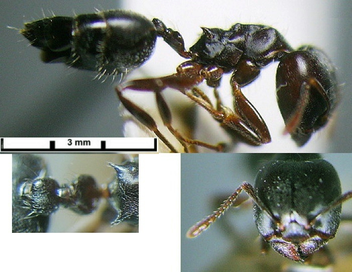 {Crematogaster african major}