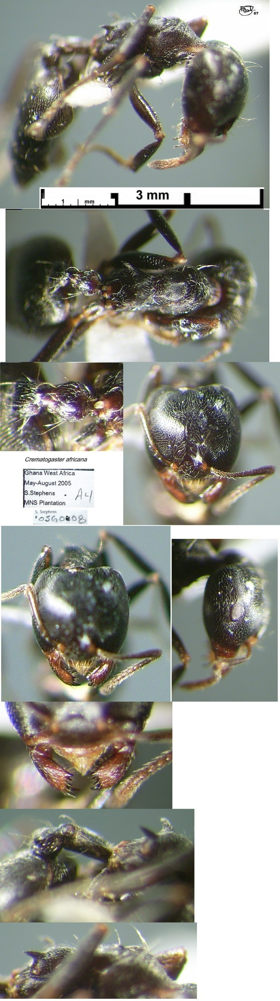 {Crematogaster africana}