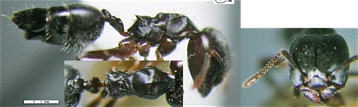 Crematogaster africana