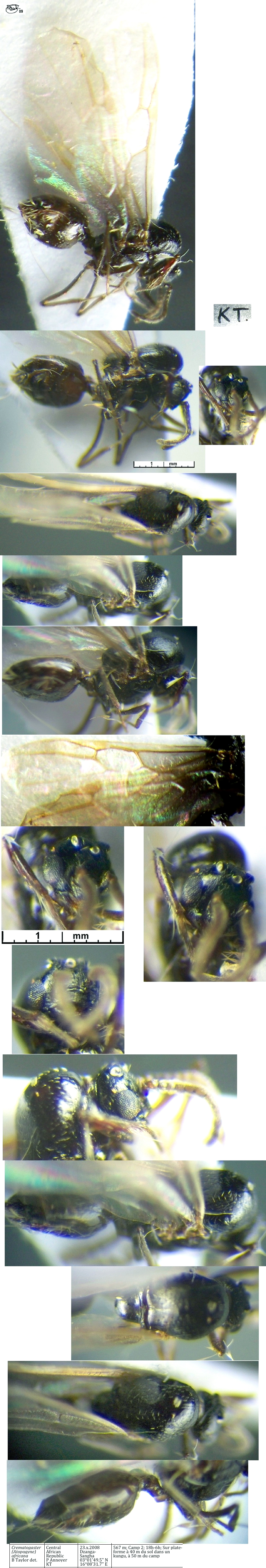 {Crematogaster africana male}