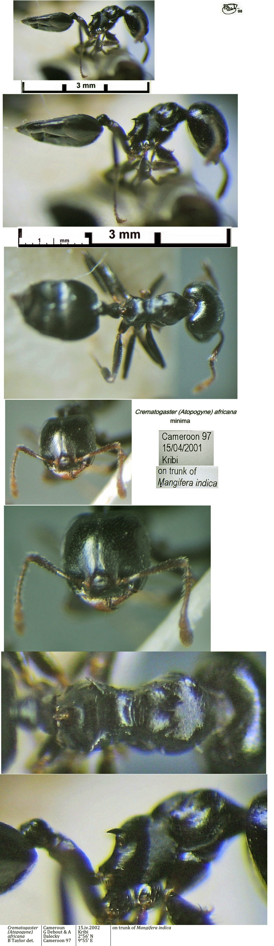 {Crematogaster africana minima}