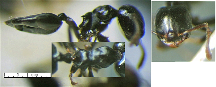 Crematogaster african minimia