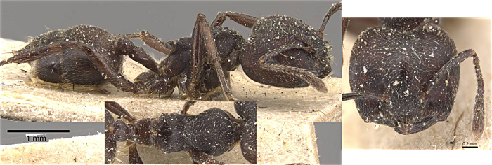 Crematogaster alligatrix