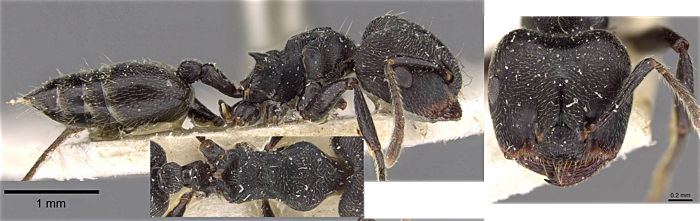 Crematogaster brieyi