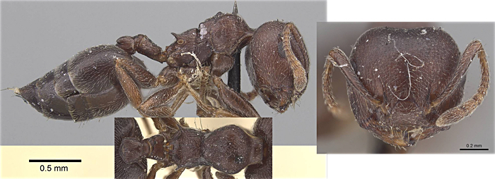 Crematogaster schumanni