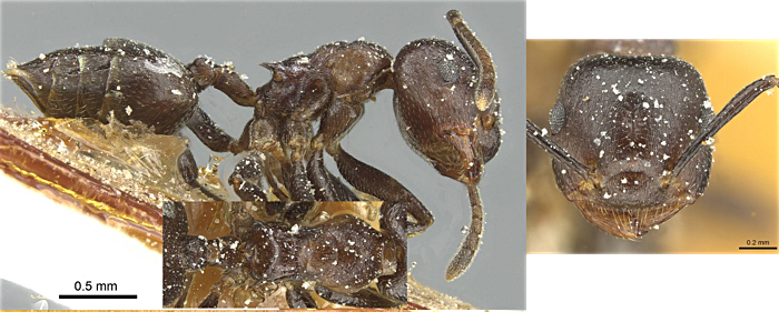 Crematogaster thoracica