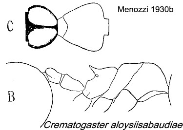 {Crematogaster aloysiisabaudiae}