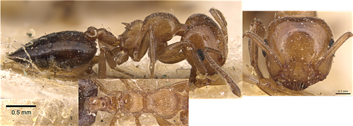 Crematogaster alulai