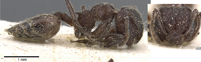 Crematogaster amabilis retiaria