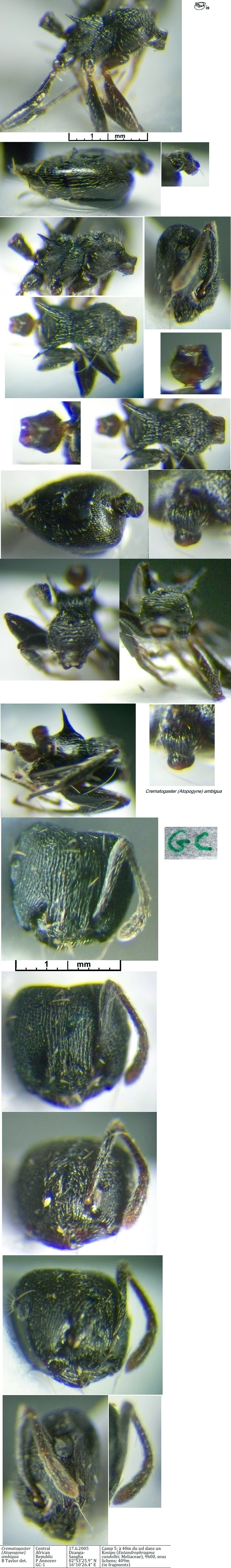 {Crematogaster ambigua}