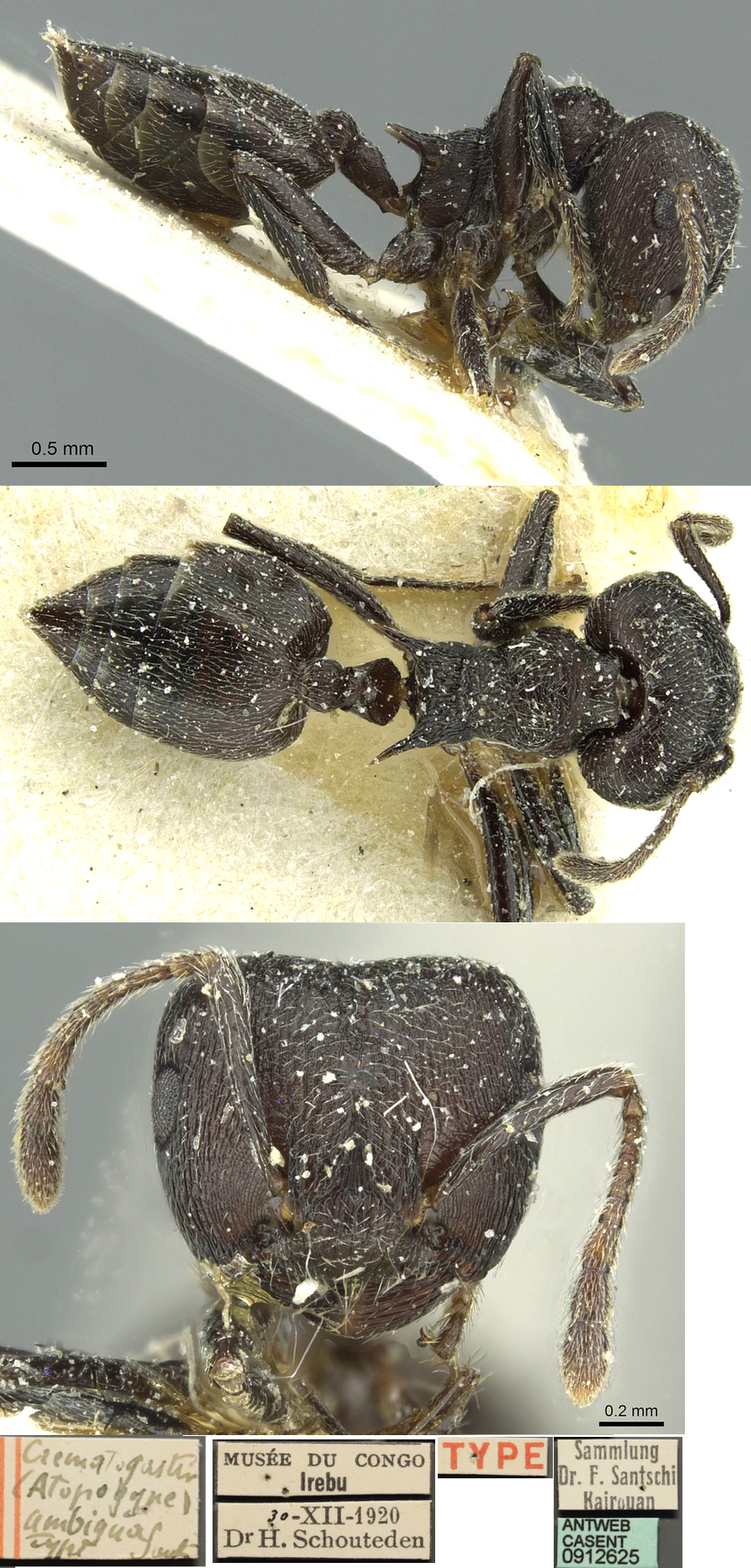 {Crematogaster ambigua}