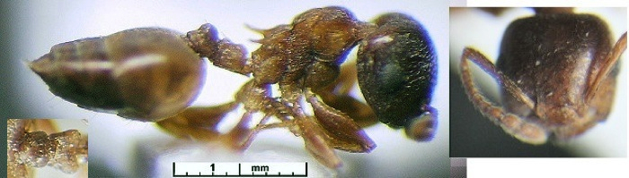 {Crematogaster (Sphaerocrema) pedicel}