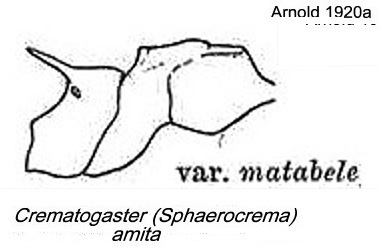 {Crematogaster amita}