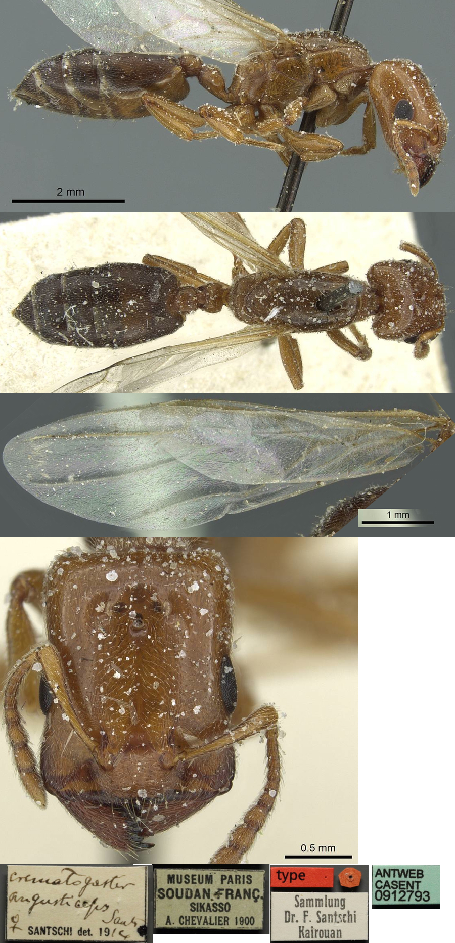 {Crematogaster angusticeps queen}