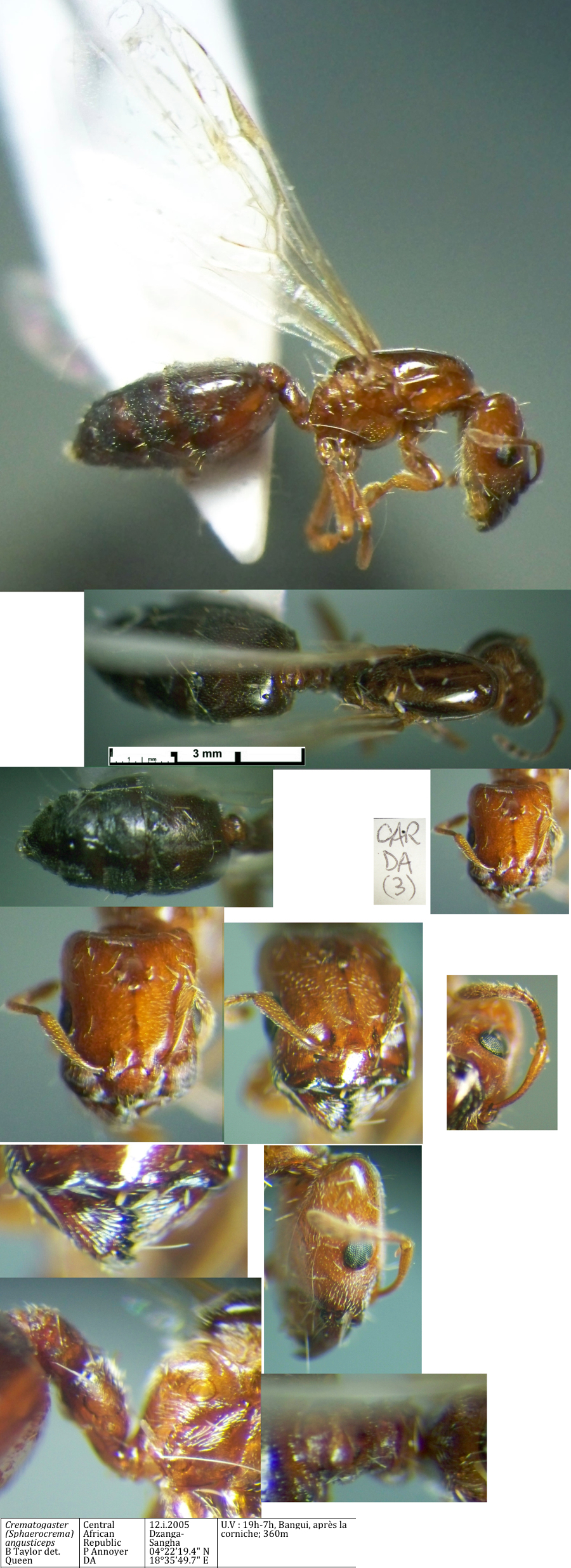 {Crematogaster angusticeps queen}