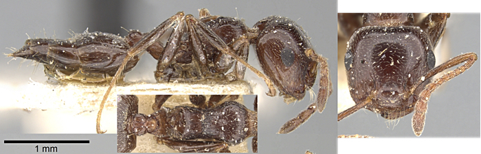 Crematogaster antaris