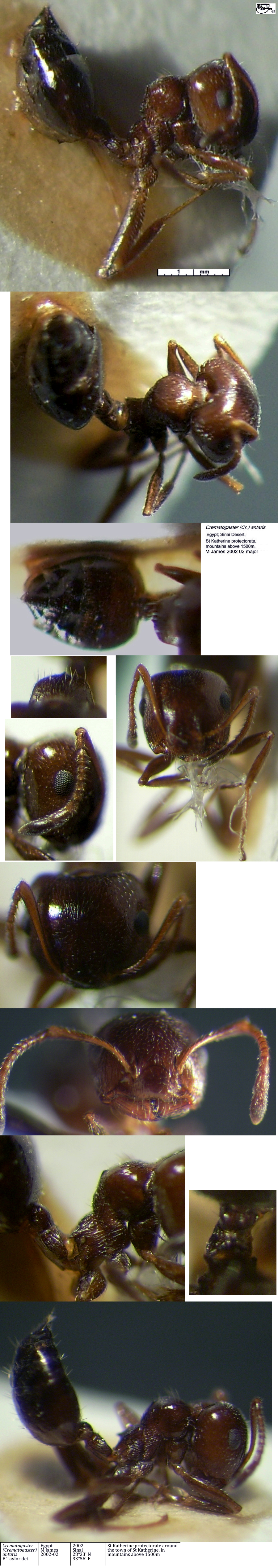 {Crematogaster antaris major}