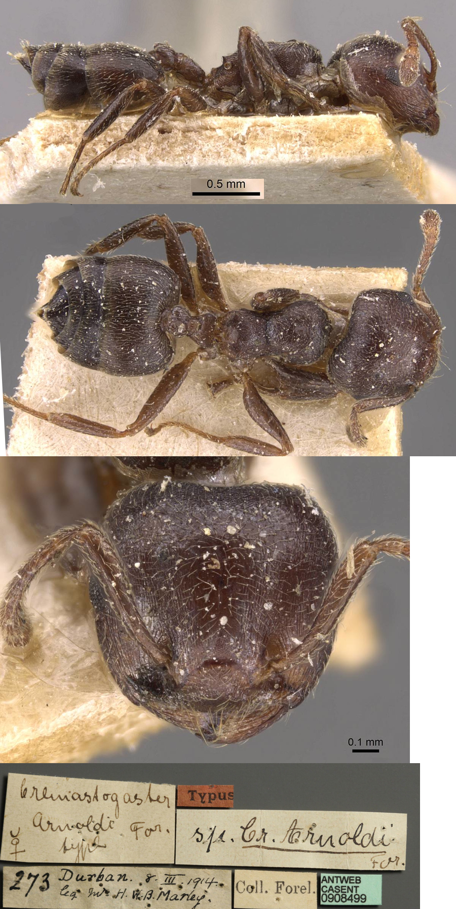 {Crematogaster arnoldi}