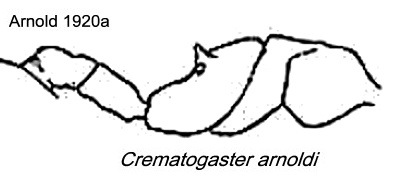 {Crematogaster arnoldi}