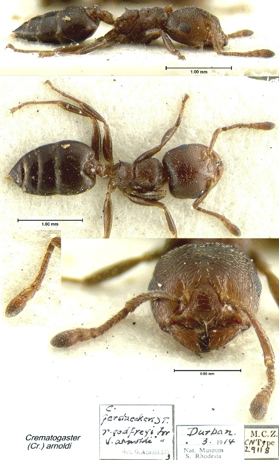 {Crematogaster (Cr) arnoldi}