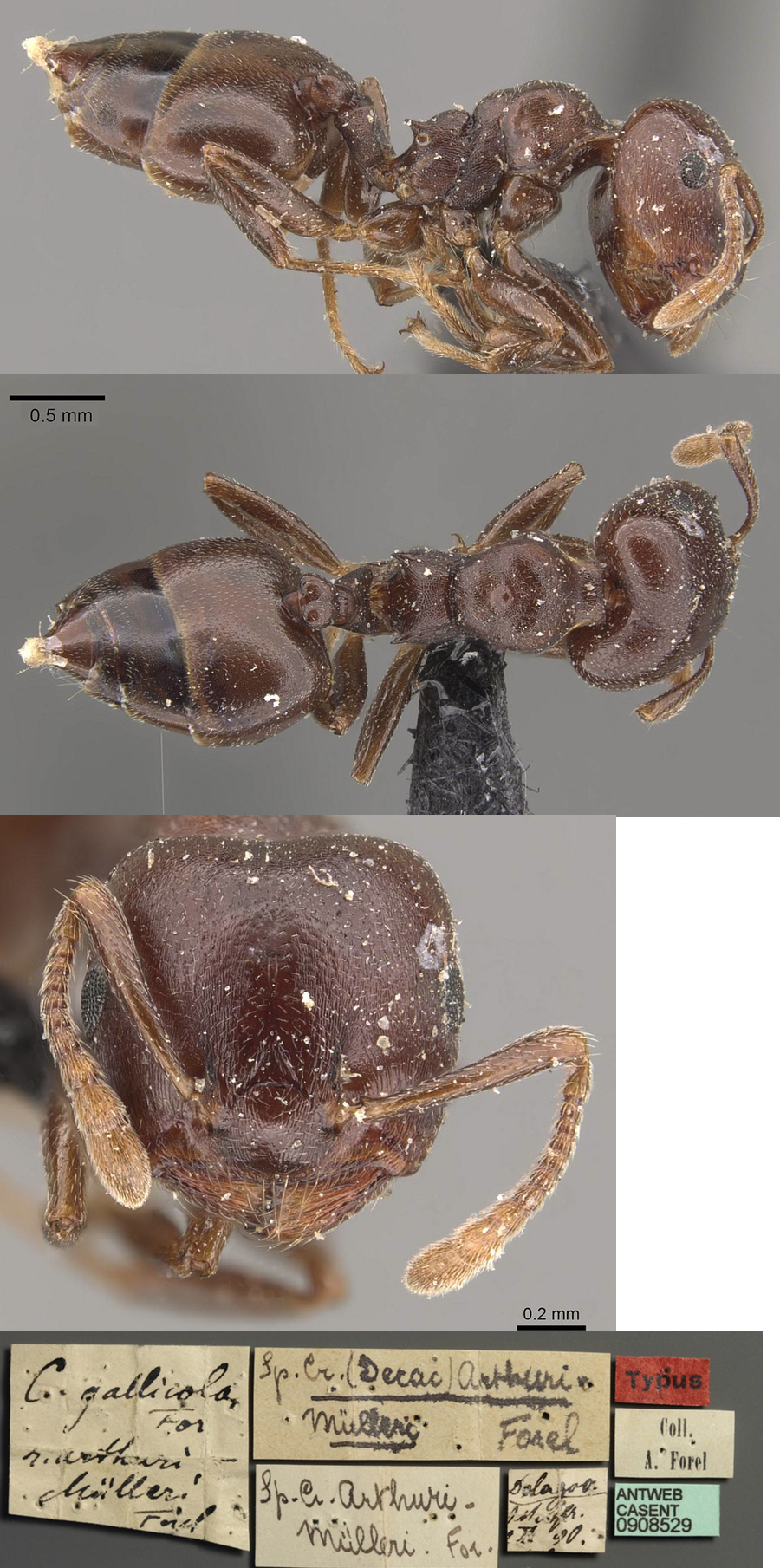 {Crematogaster arthurimuelleri}