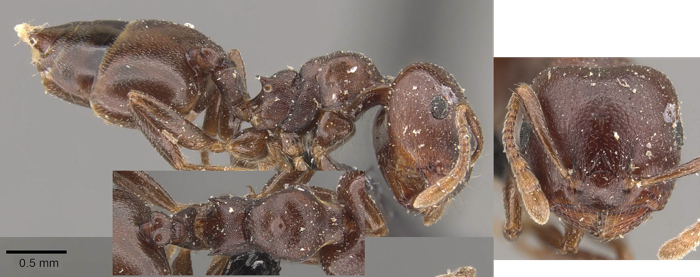 Crematogaster arthurimuelleri