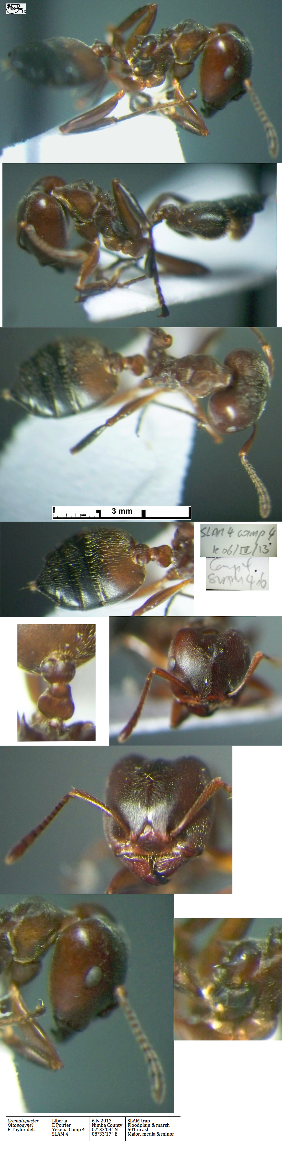 Crematogaster n sp Liberia