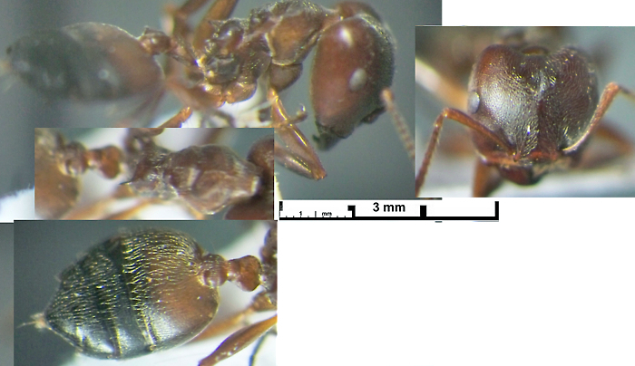 {Crematogaster n sp Liberia}