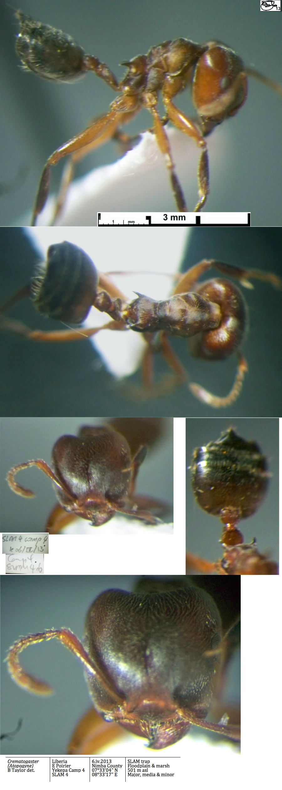 Crematogaster n sp Liberia media