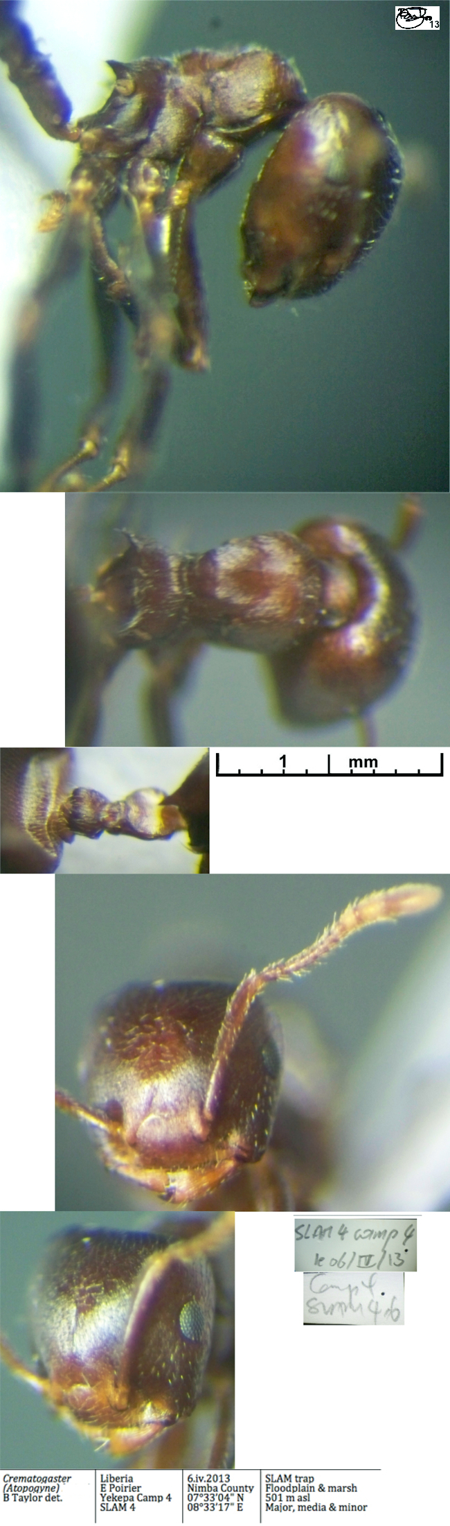 Crematogaster n sp Liberia minor