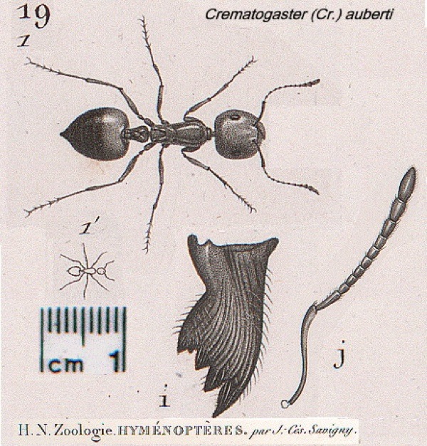 {Crematogaster auberti}