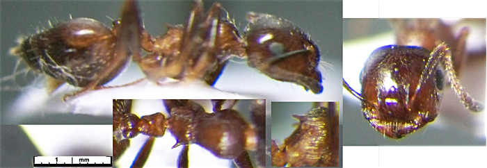 Crematogaster auberti