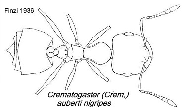 {Crematogaster auberti nigripes}