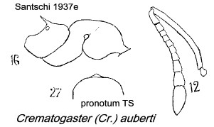 {Crematogaster auberti}