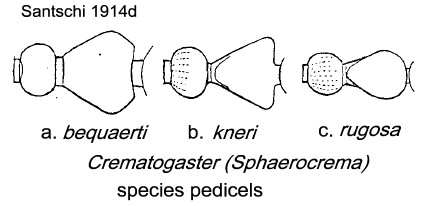 {Crematogaster (Sphaerocrema) pedicels}