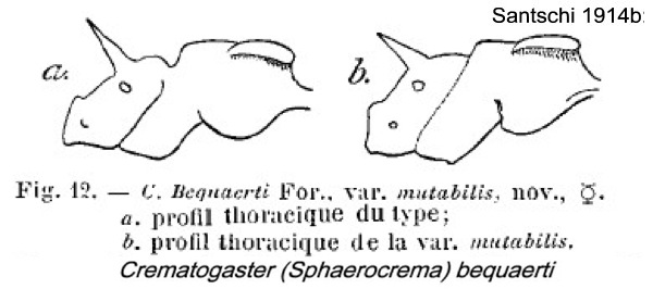 {Crematogaster (Sphaerocrema) bequaerti}