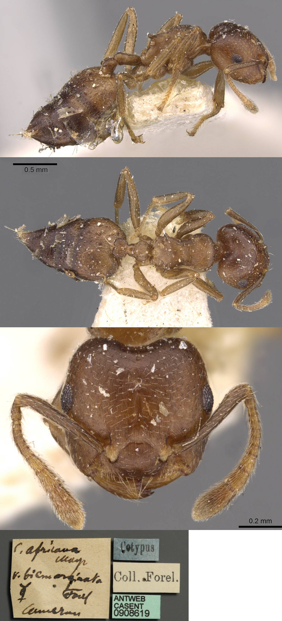 {Crematogaster biemarginata}