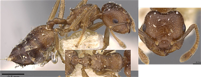 Crematogaster biemarginata