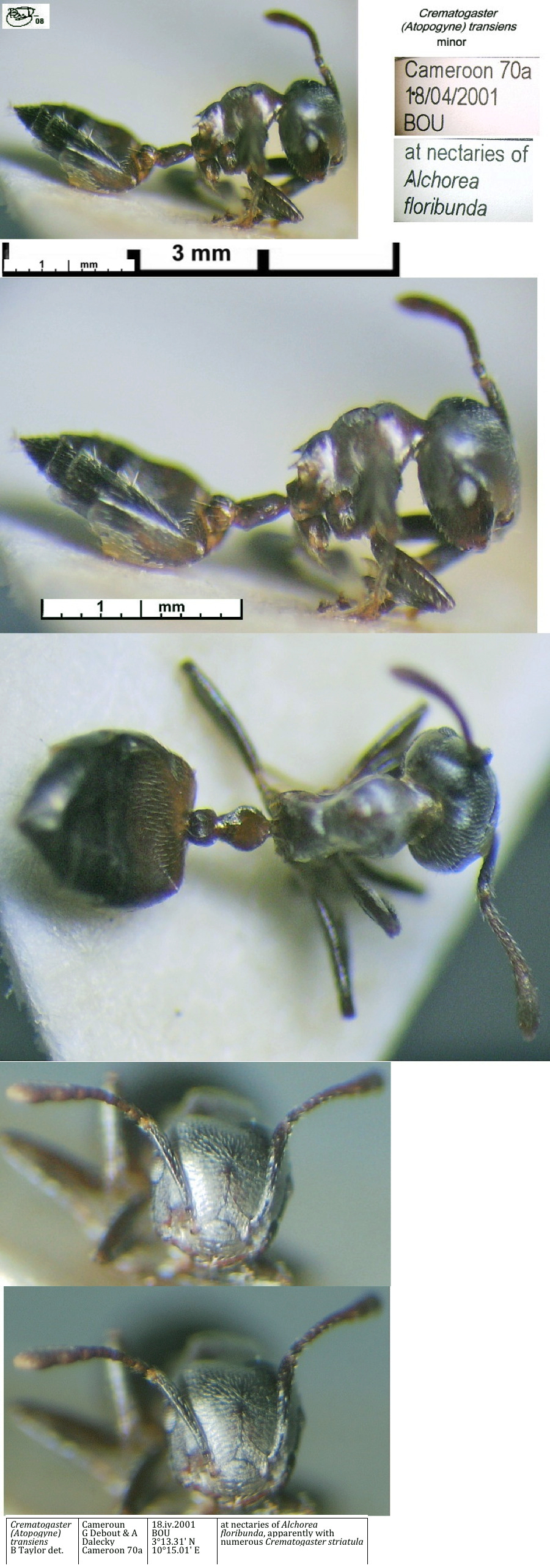 {Crematogaster transiens minor}