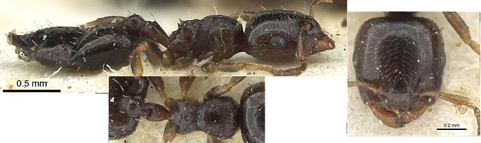 Crematogaster boera