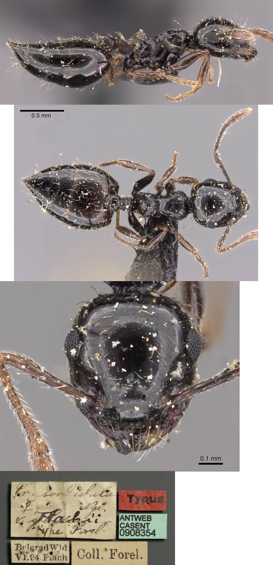 Crematogaster sordidula flachi