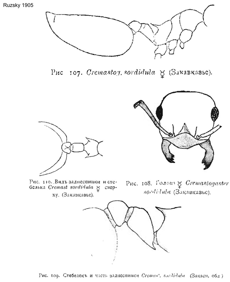 Crematogaster sordidula