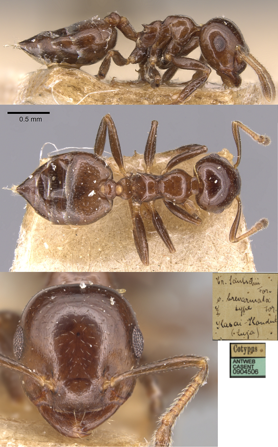 {Crematogaster brevarmata}