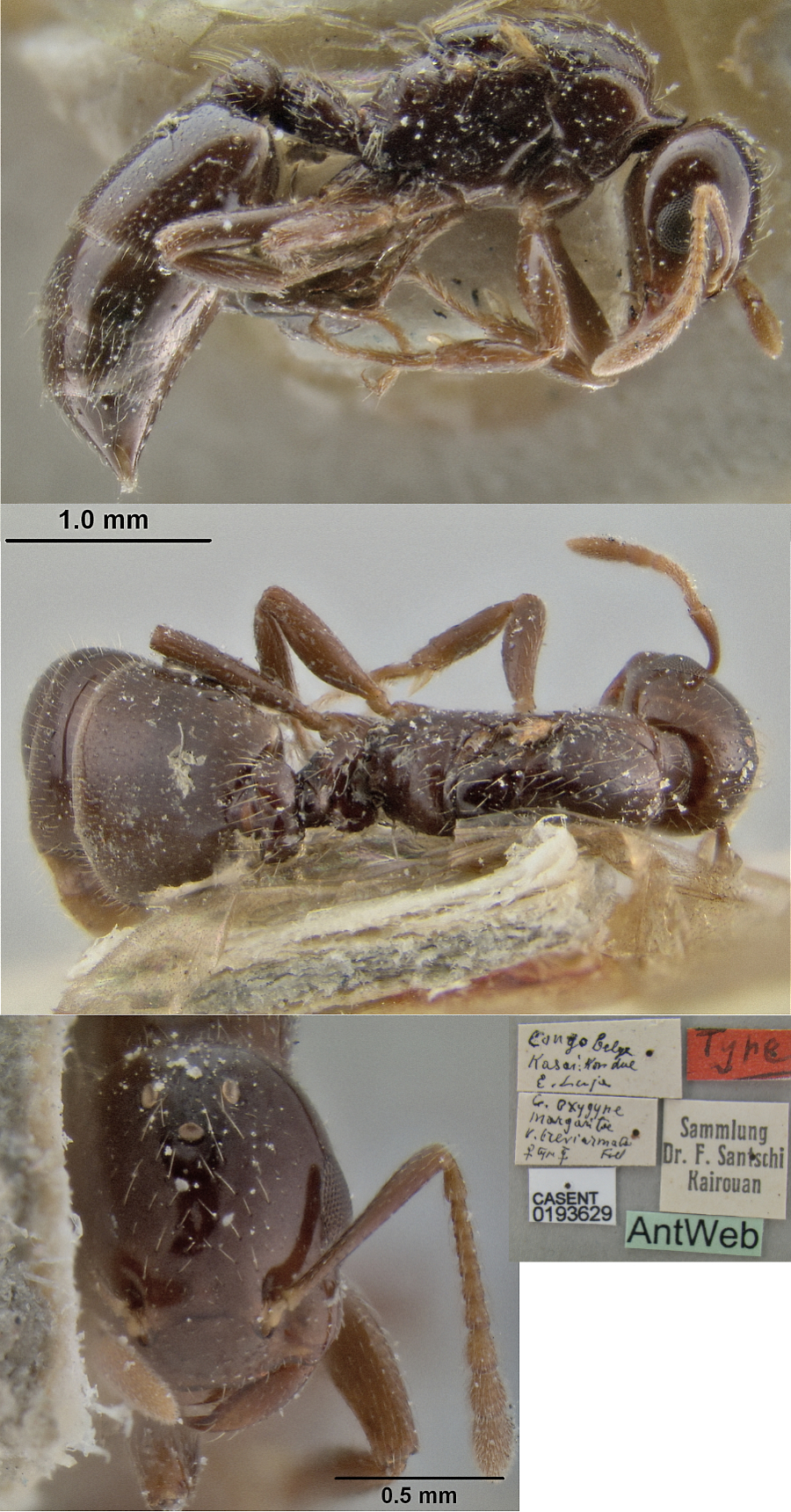 {Crematogaster brevarmarta queen}